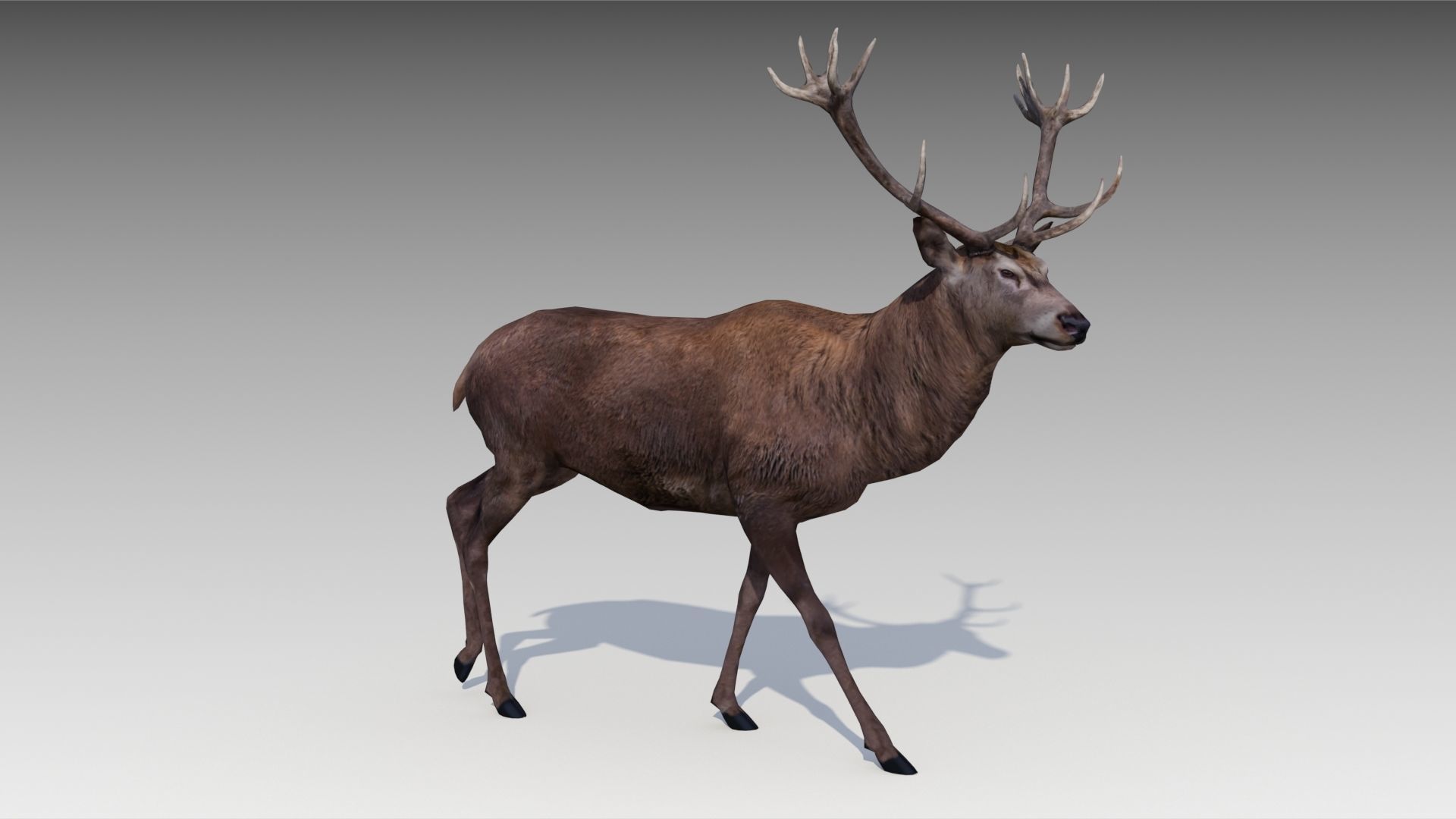 Red deer Low-poly 3D model_3