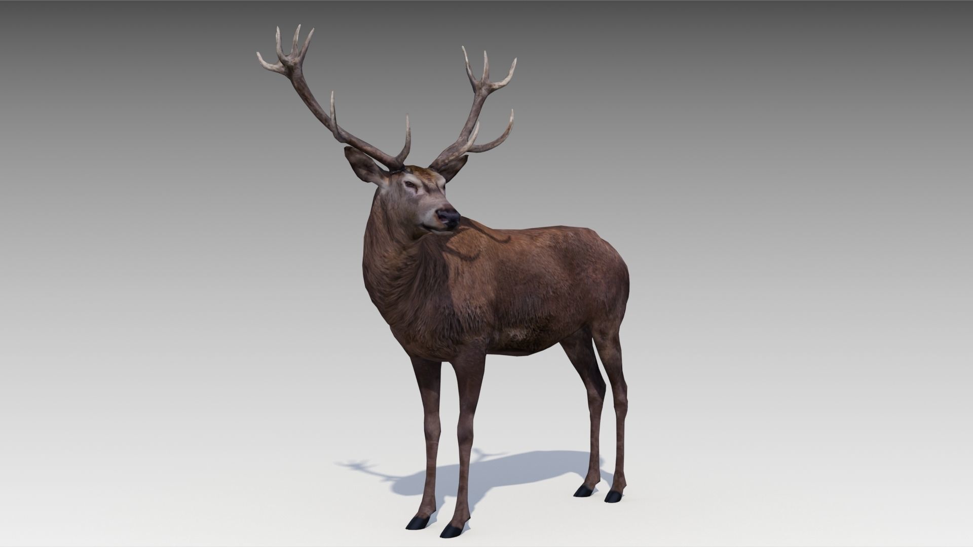 Red deer Low-poly 3D model_2