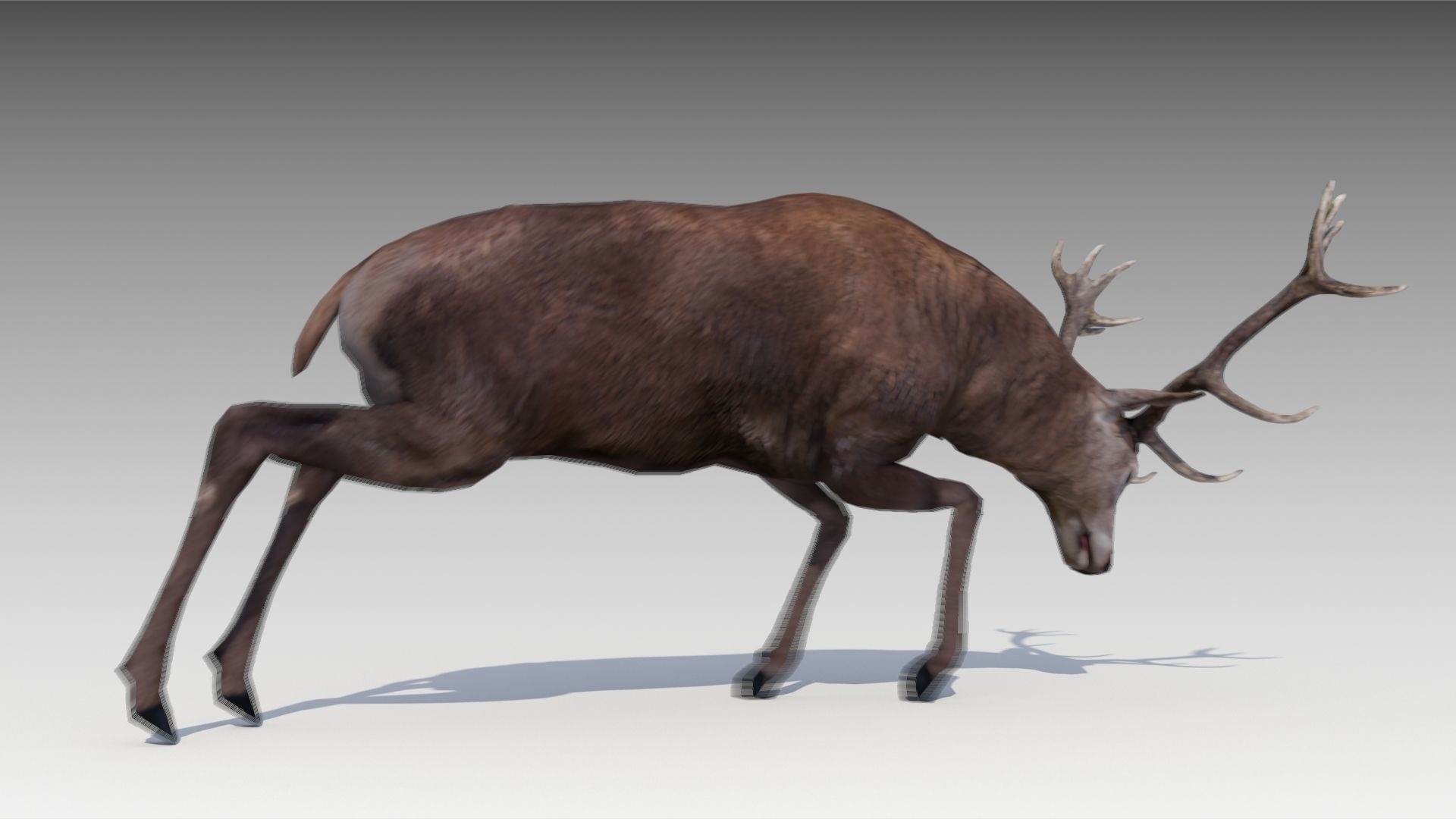 Red deer Low-poly 3D model_6