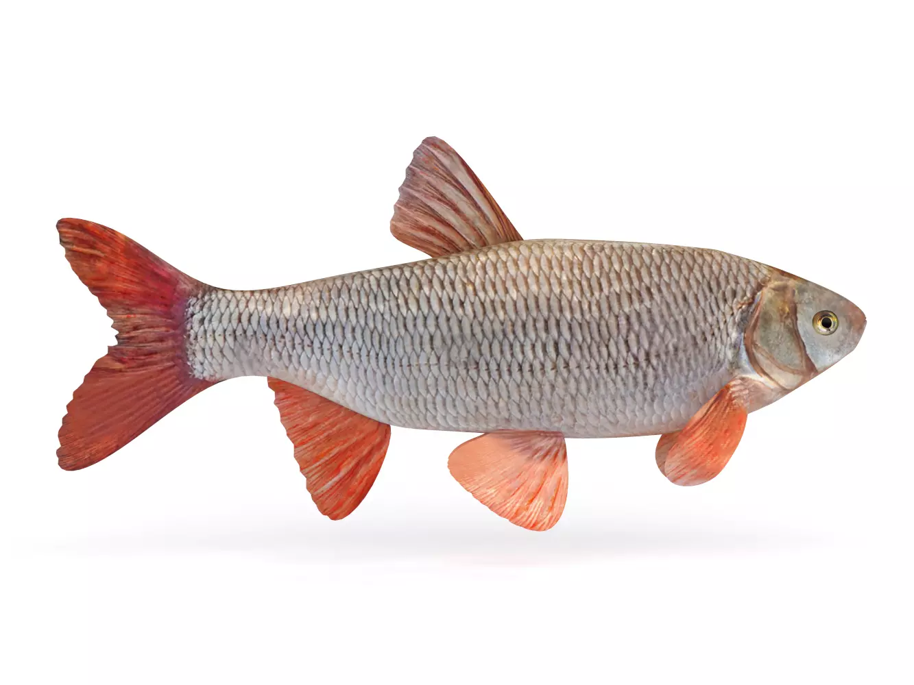 Freshwater Fish 3D model_0