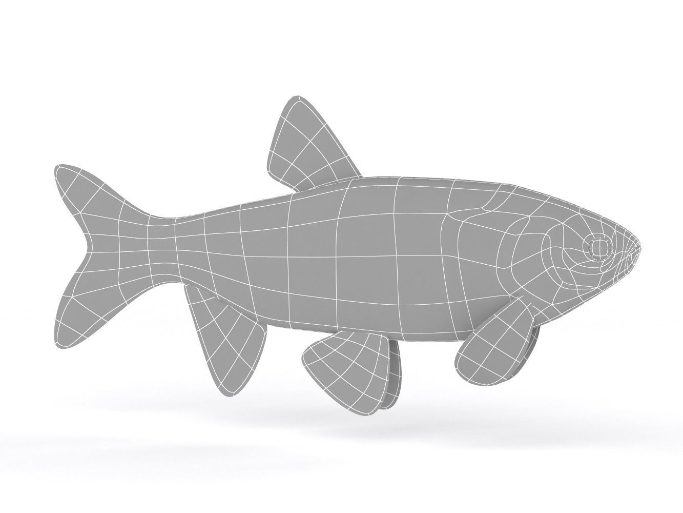 Freshwater Fish 3D model_6