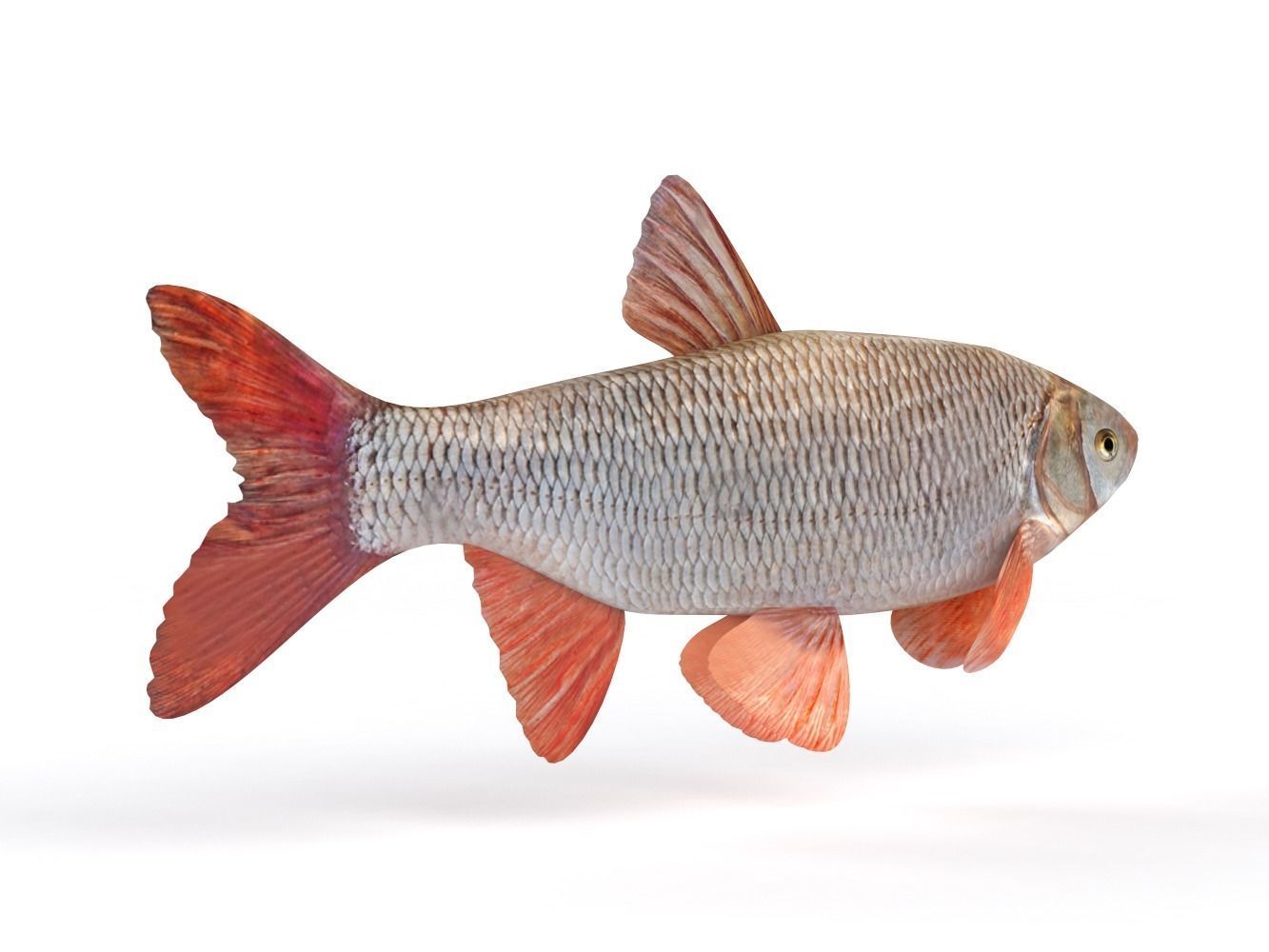Freshwater Fish 3D model_2