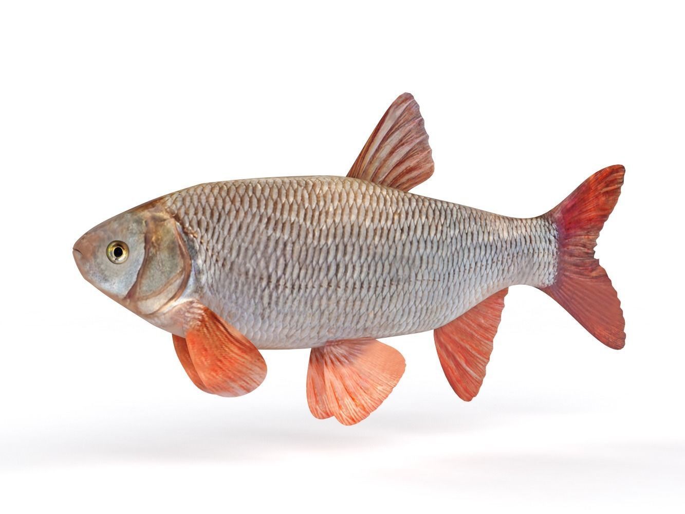Freshwater Fish 3D model_4