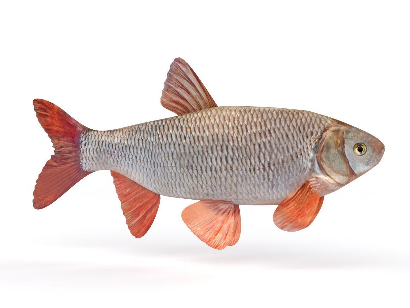Freshwater Fish 3D model_1