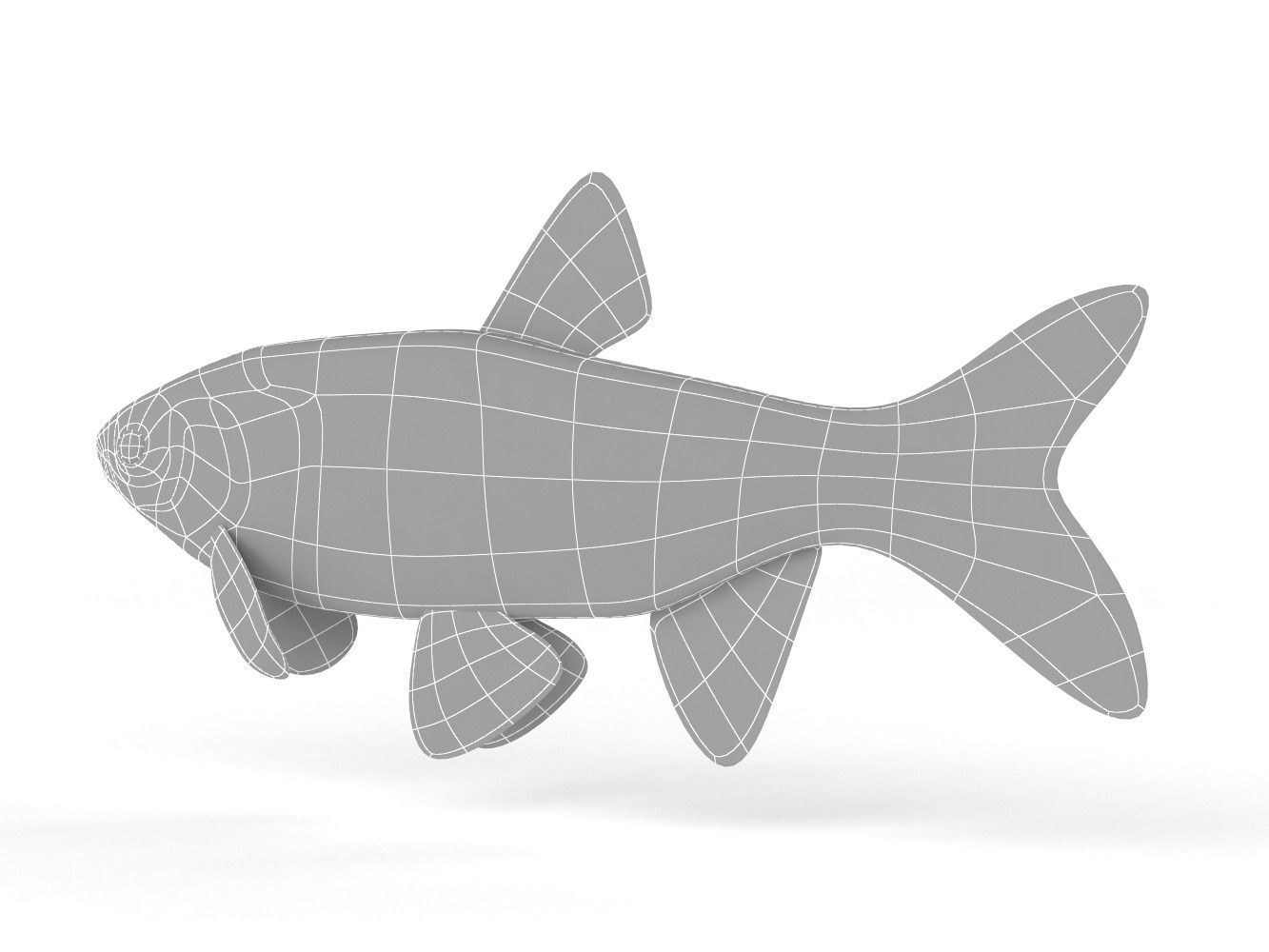 Freshwater Fish 3D model_8