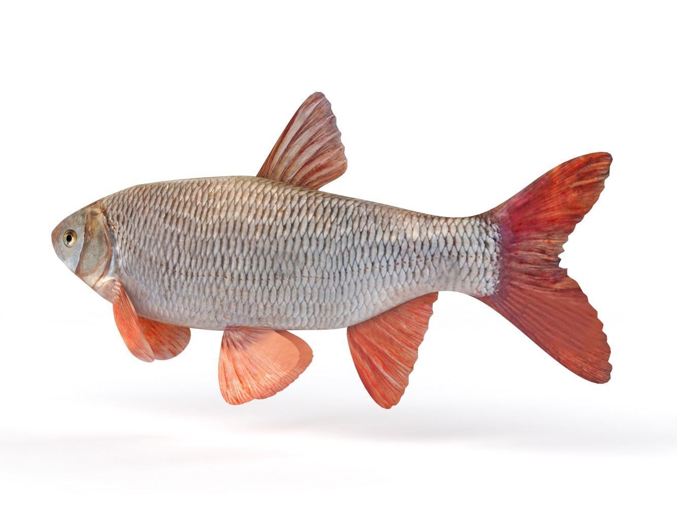 Freshwater Fish 3D model_3