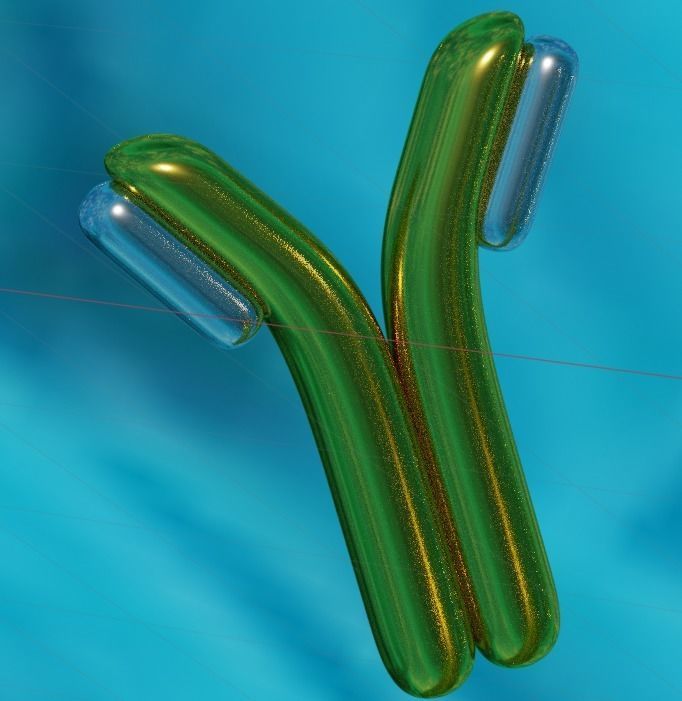High quality antibody   3D model_1
