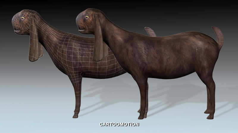 Syrian Goat Al SHAMI GOAT Low-poly 3D model_1