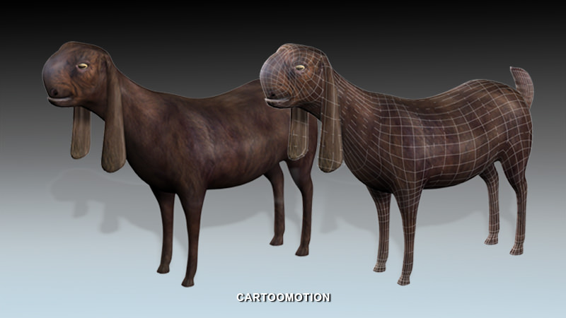 Syrian Goat Al SHAMI GOAT Low-poly 3D model_2