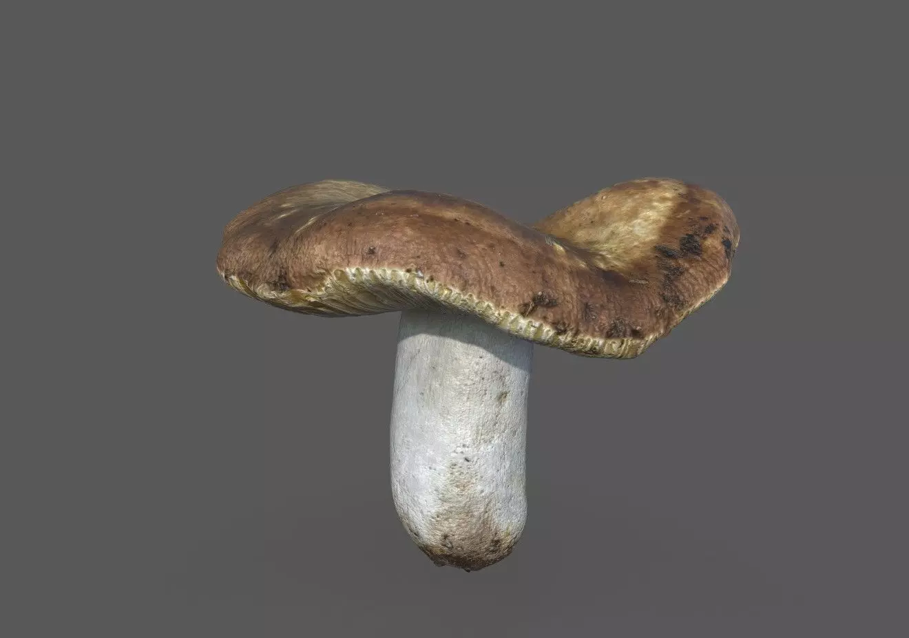 MUSHROOM 1 Low-poly 3D model_0