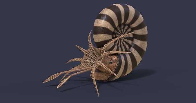 Kachpurites fulgens 3D model