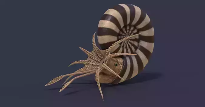 Kachpurites fulgens 3D model