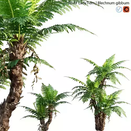 Silver Lady Fern - Blechnum gibbum - 01