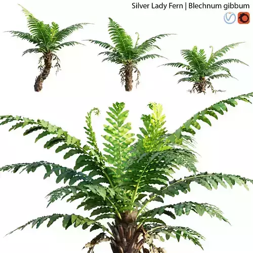Silver Lady Fern - Blechnum gibbum - 02