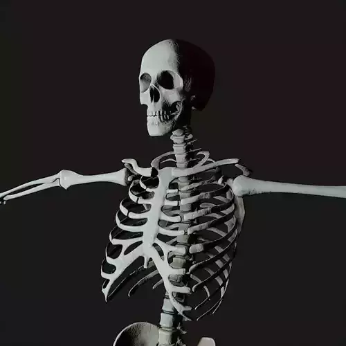Medical Skelegon Low-poly 3D model