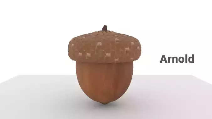3D Acorn Model