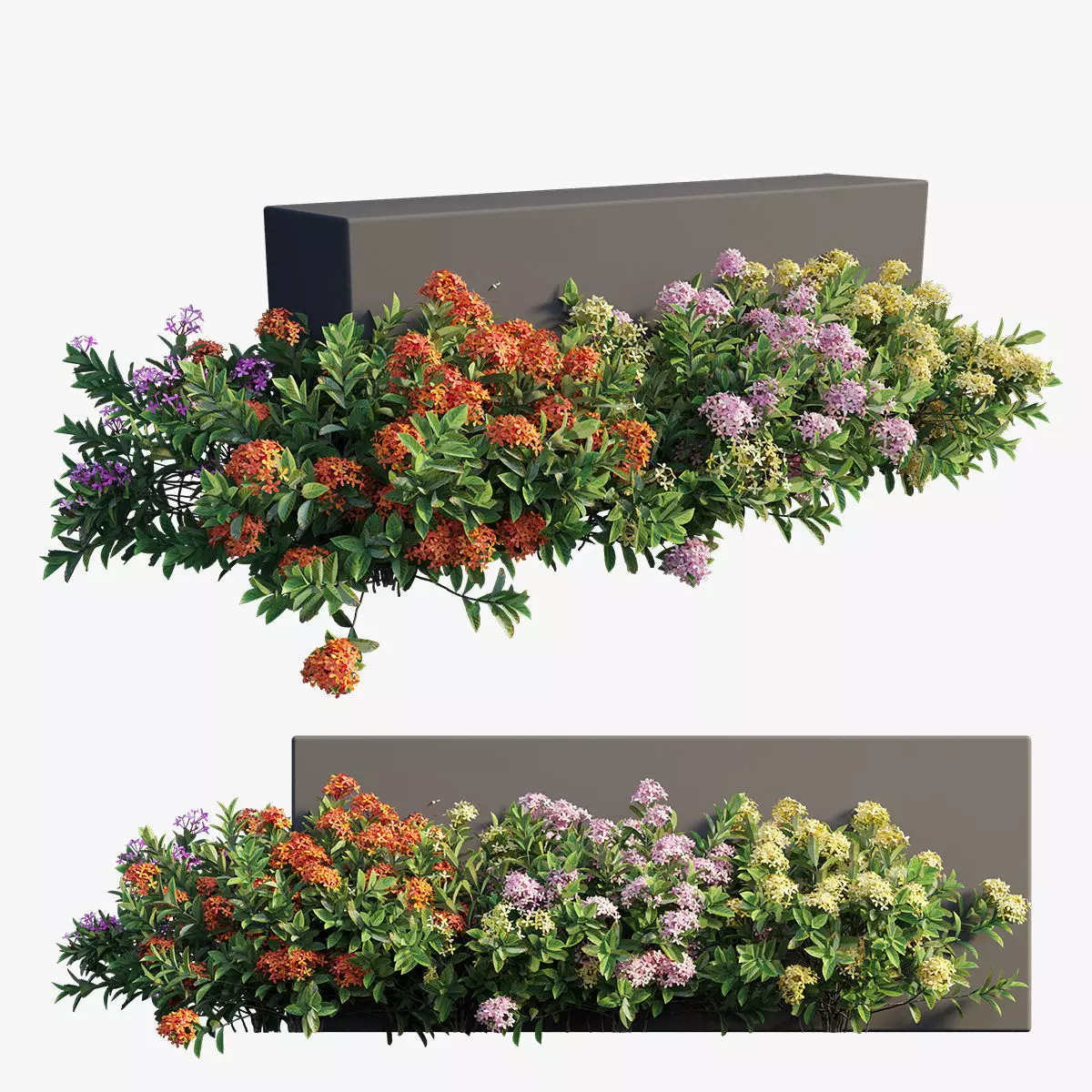 Ixora plant set 18 3D model