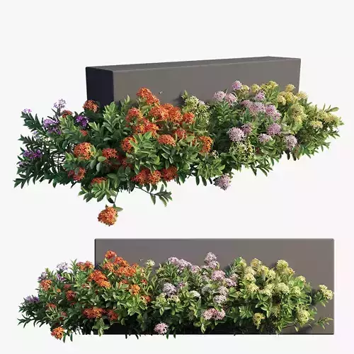 Ixora plant set 18 3D model