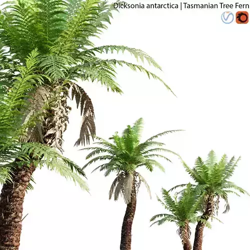 Dicksonia antarctica - Tasmanian Tree Fern - 01 3D model