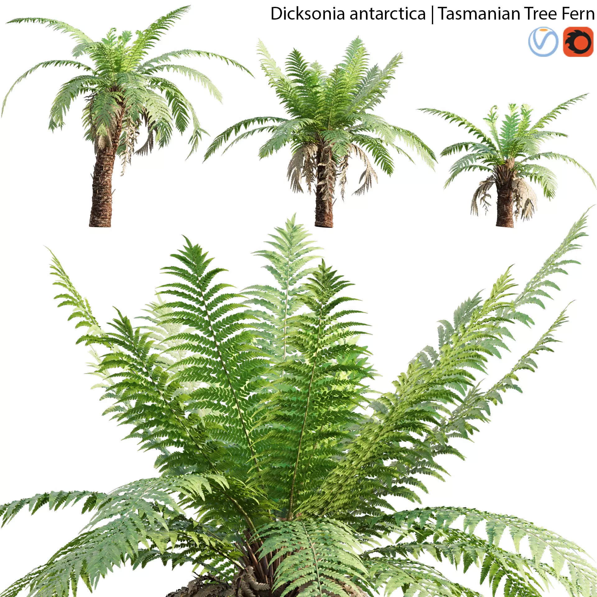 Dicksonia antarctica - Tasmanian Tree Fern - 02 3D model_0