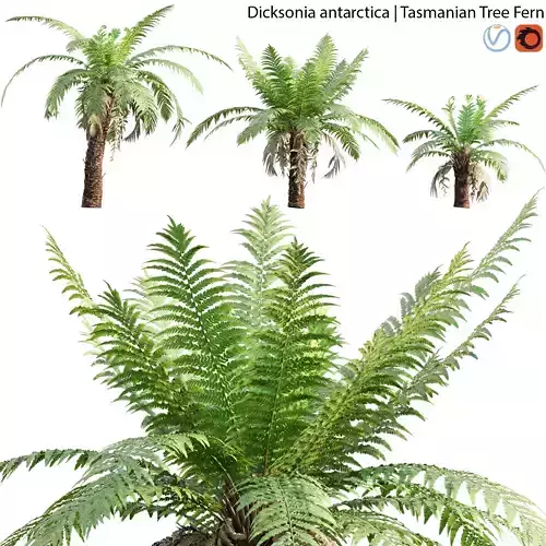 Dicksonia antarctica - Tasmanian Tree Fern - 02 3D model
