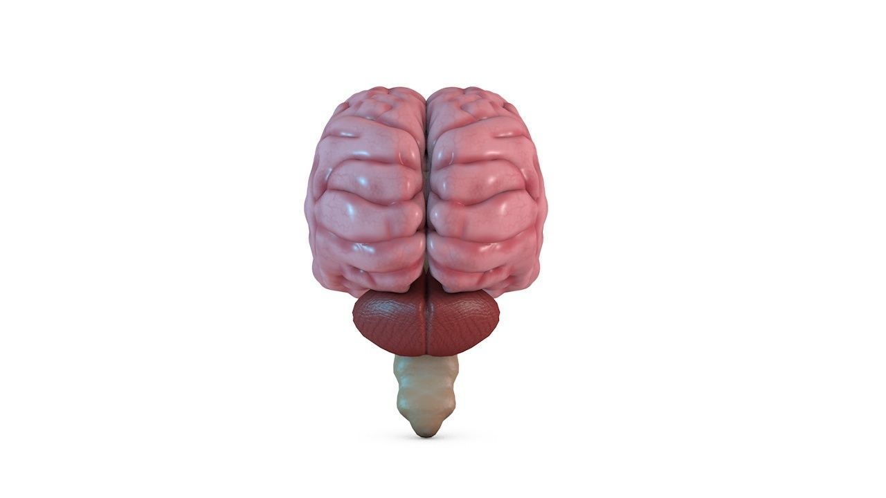 Human Brain 3D model_6