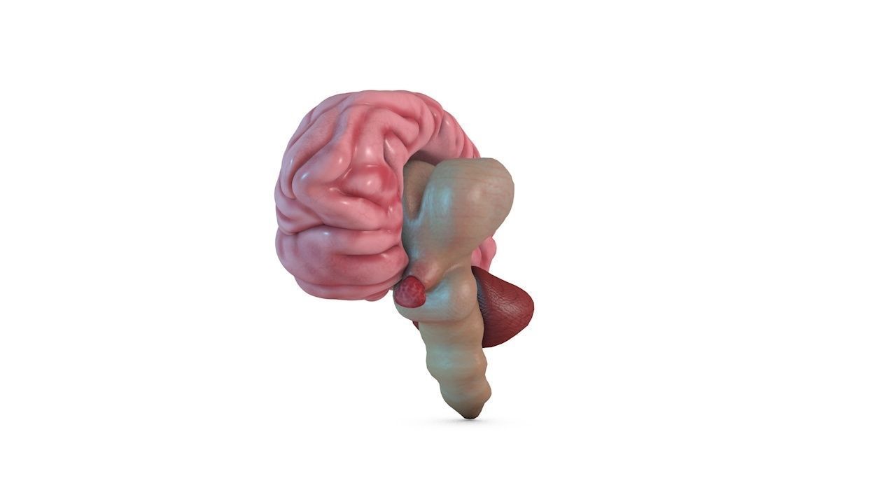 Human Brain 3D model_8