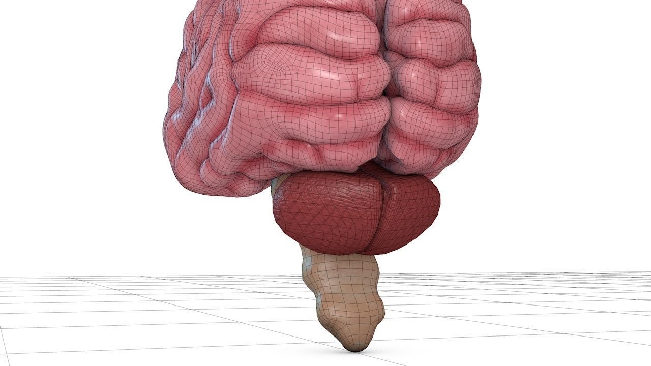 Human Brain 3D model_15