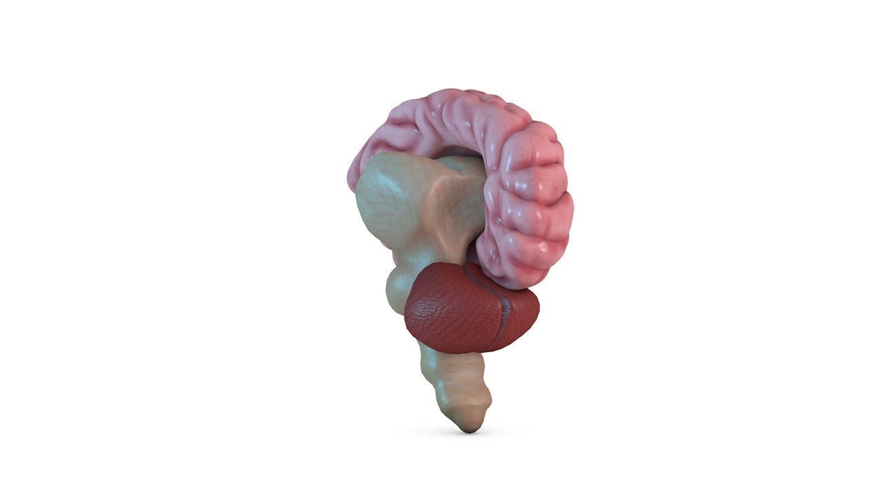 Human Brain 3D model_9