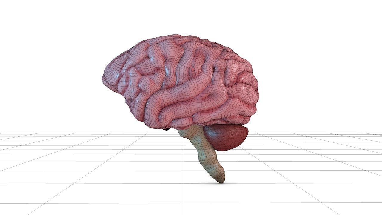 Human Brain 3D model_14