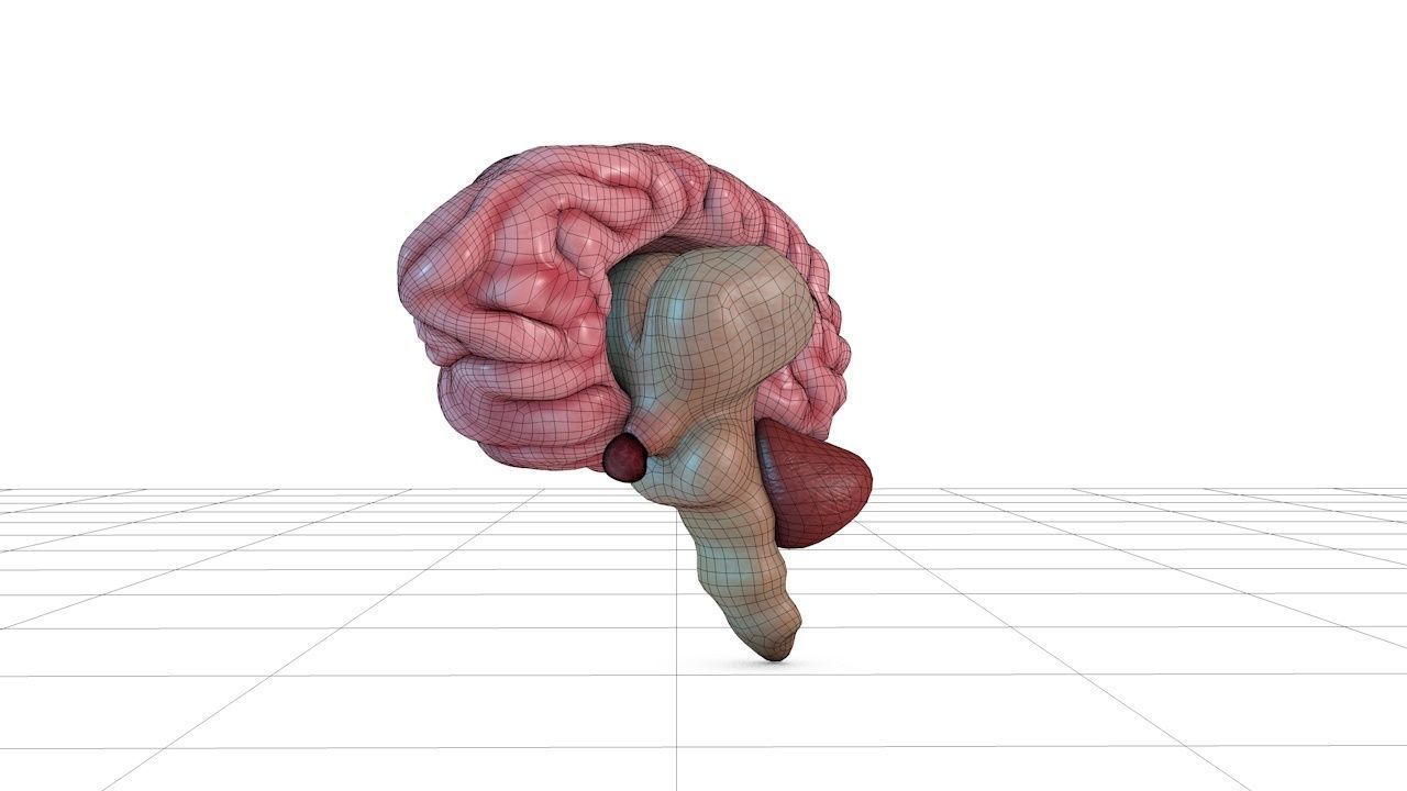 Human Brain 3D model_12