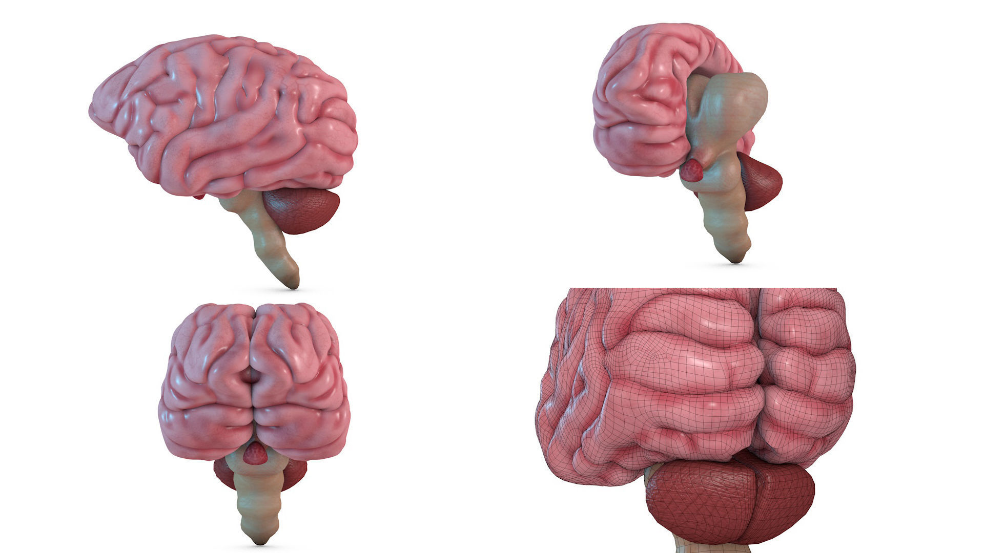 Human Brain 3D model_2