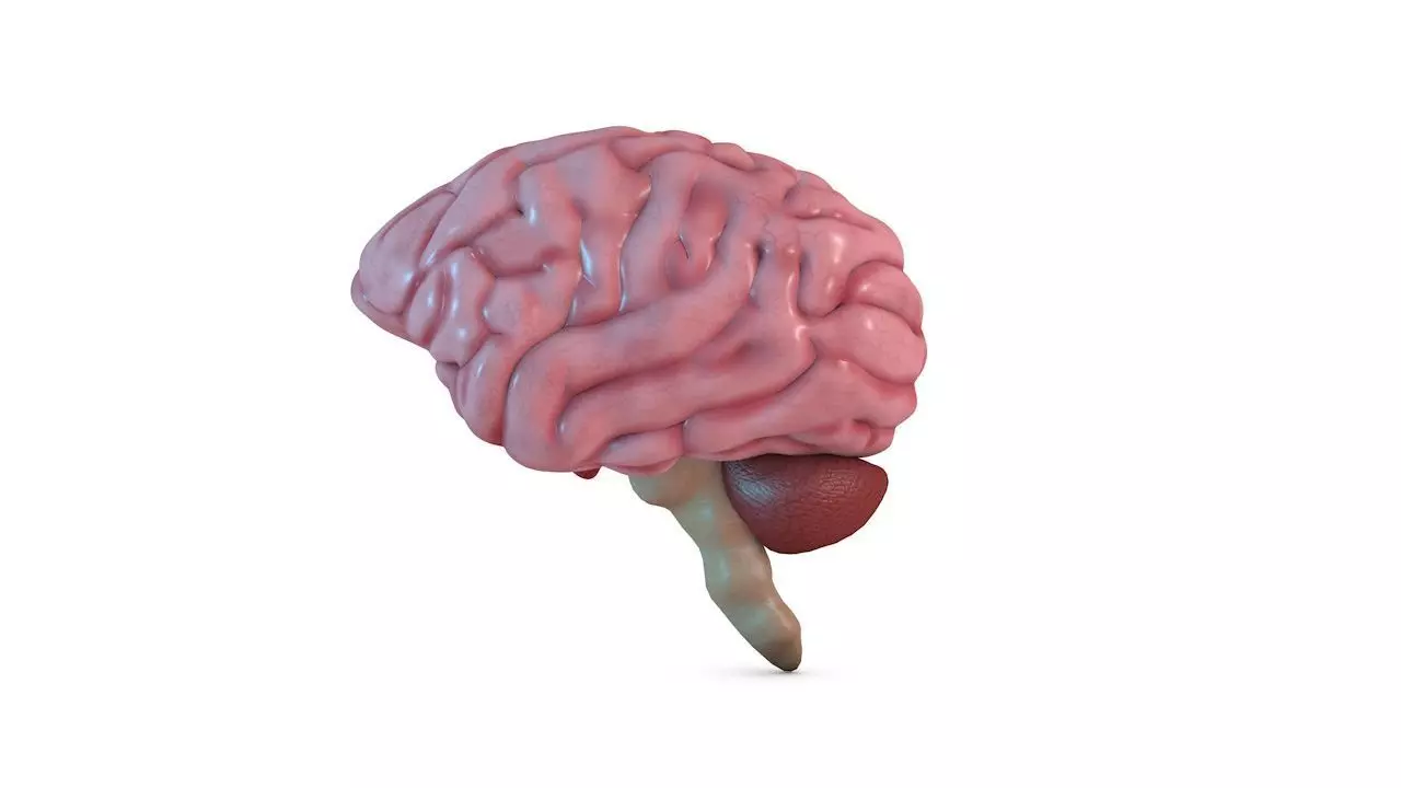 Human Brain 3D model_0