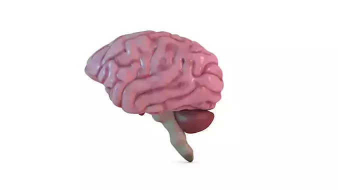 Human Brain 3D model