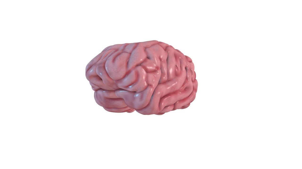 Human Brain 3D model_10