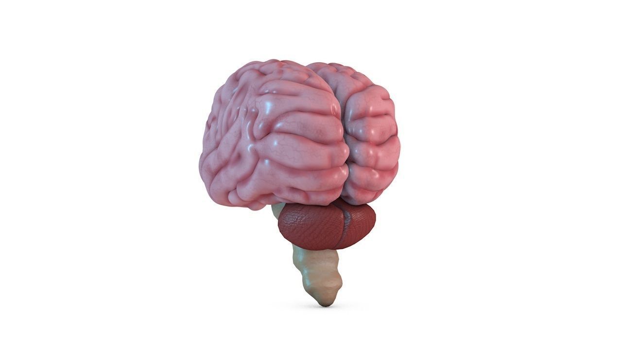 Human Brain 3D model_5