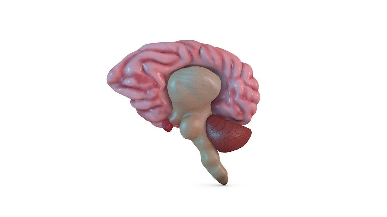 Human Brain 3D model_7