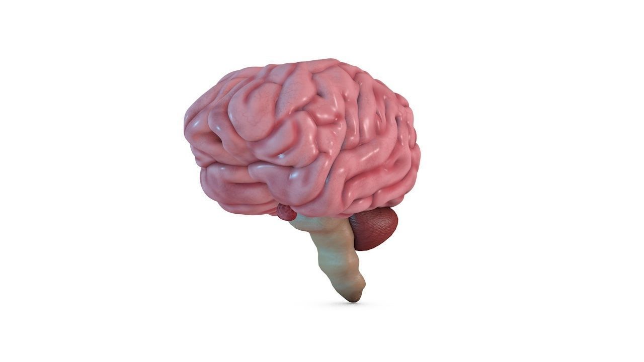 Human Brain 3D model_3