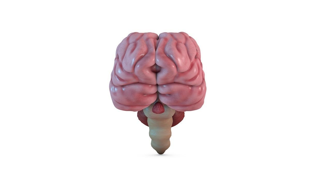 Human Brain 3D model_4