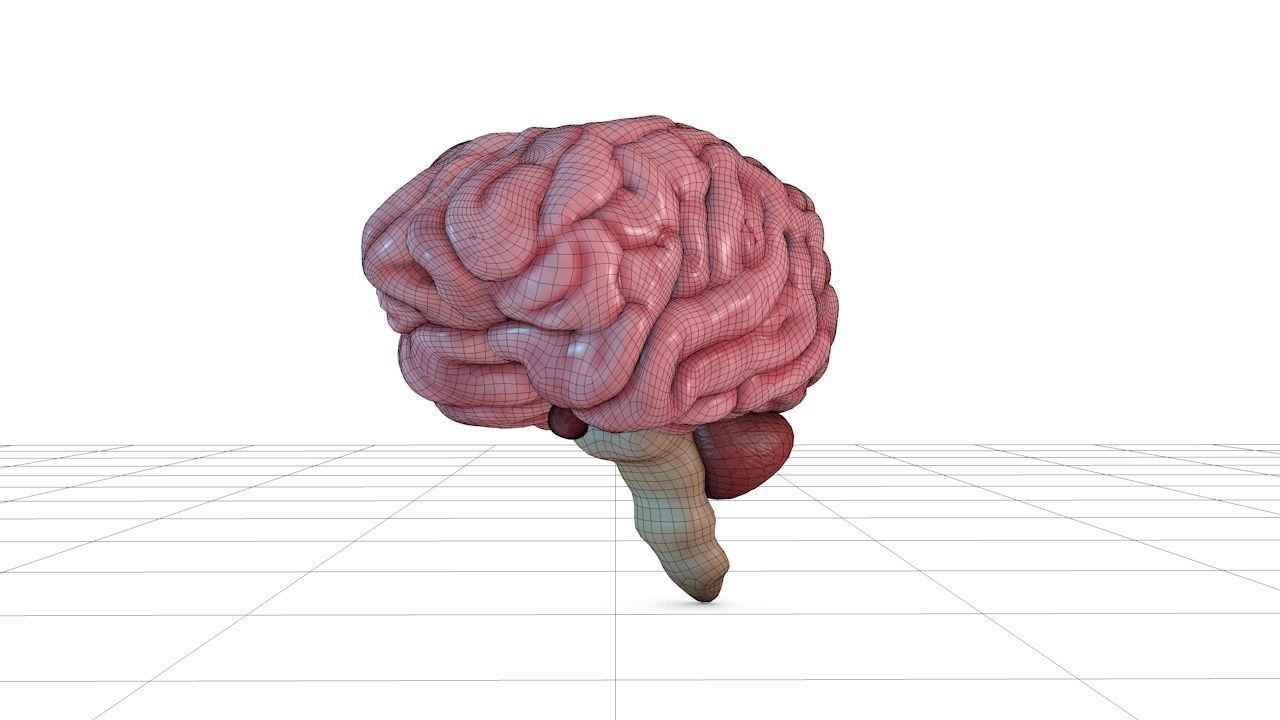Human Brain 3D model_11