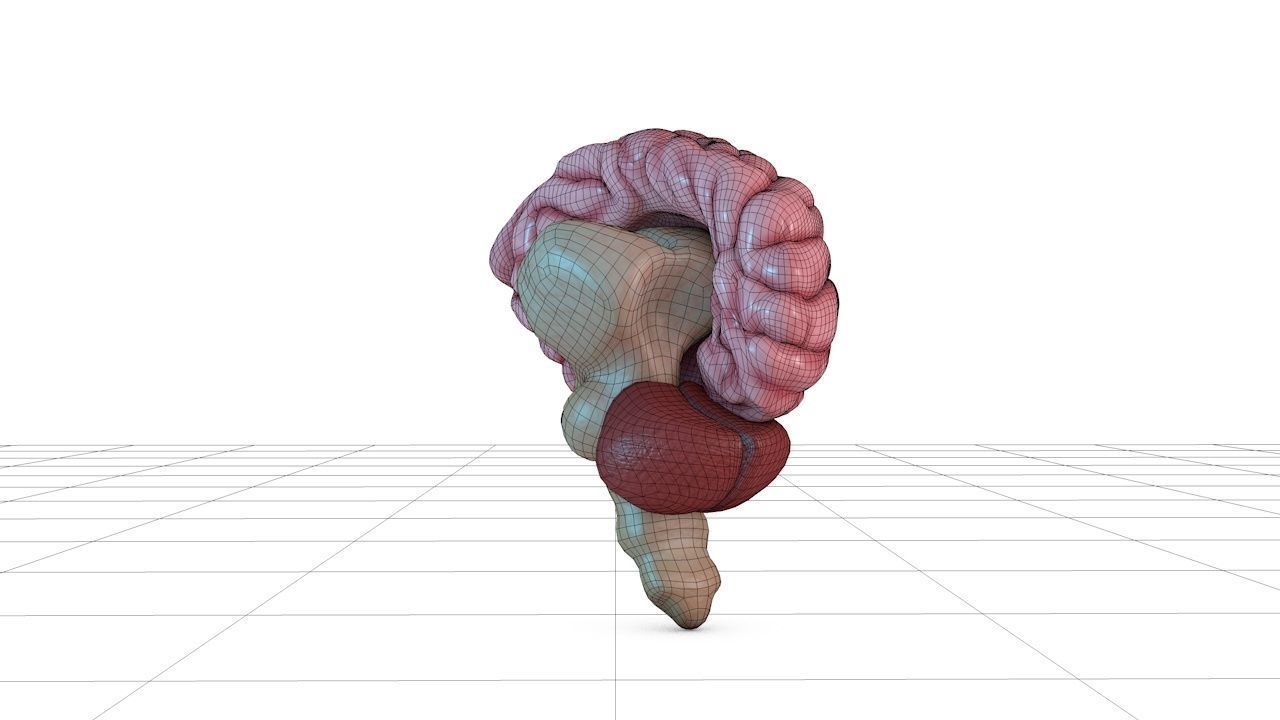Human Brain 3D model_13