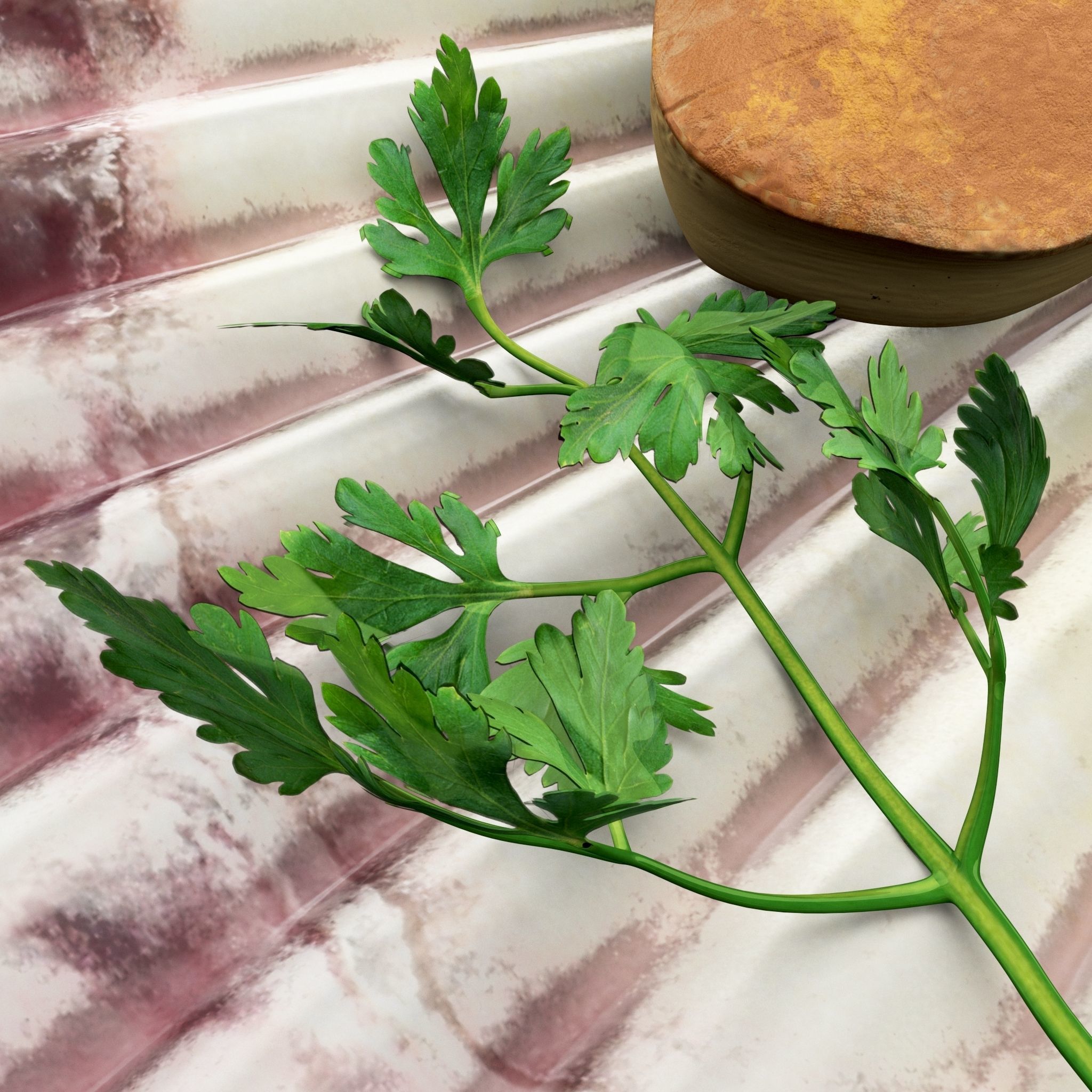 Scallop parsley shell cartoon 3D model_5