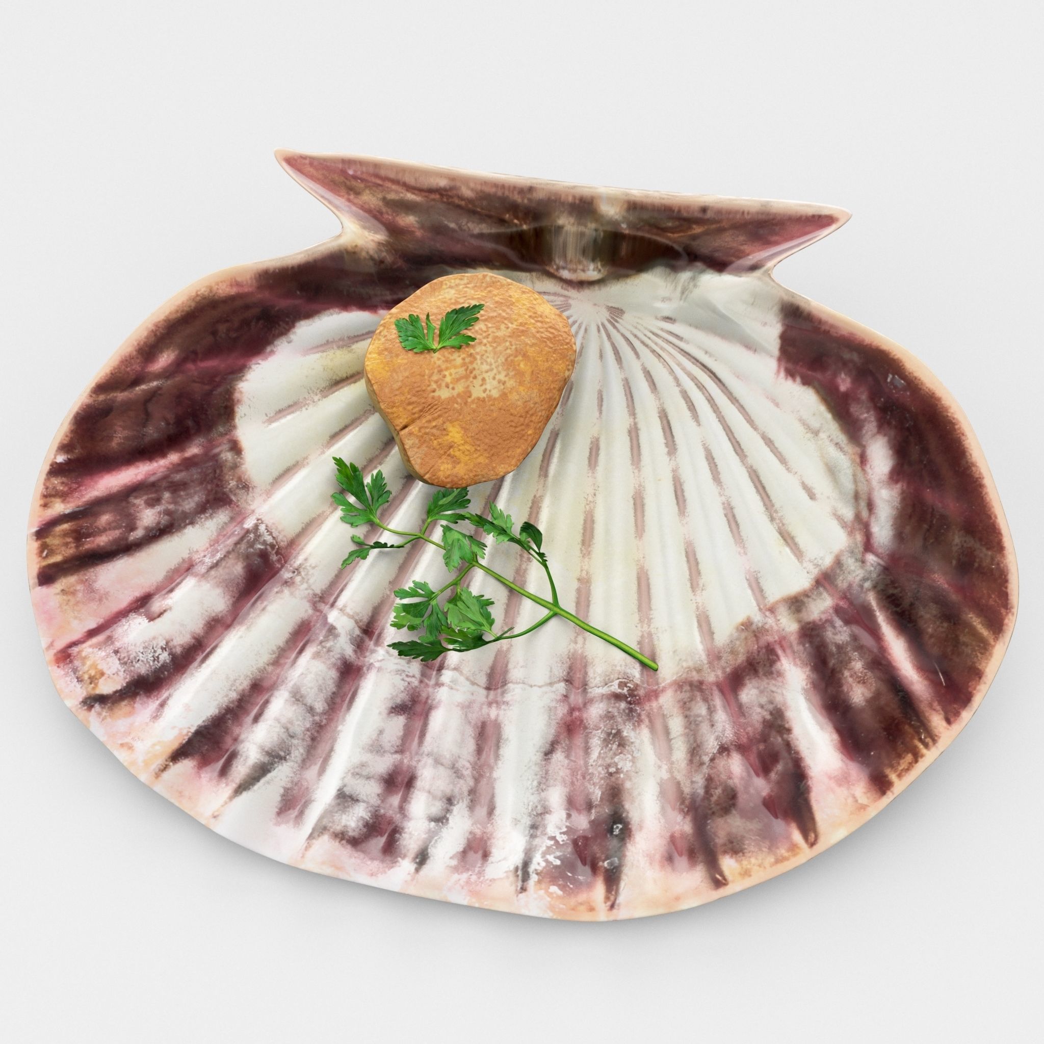 Scallop parsley shell cartoon 3D model_1