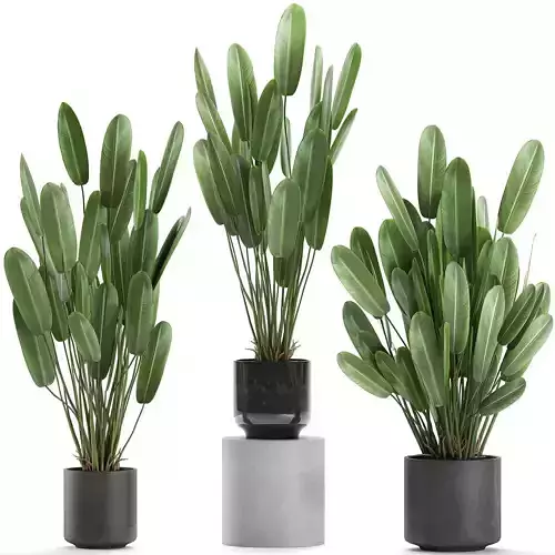 Strelitzia in a pot for the interior 738