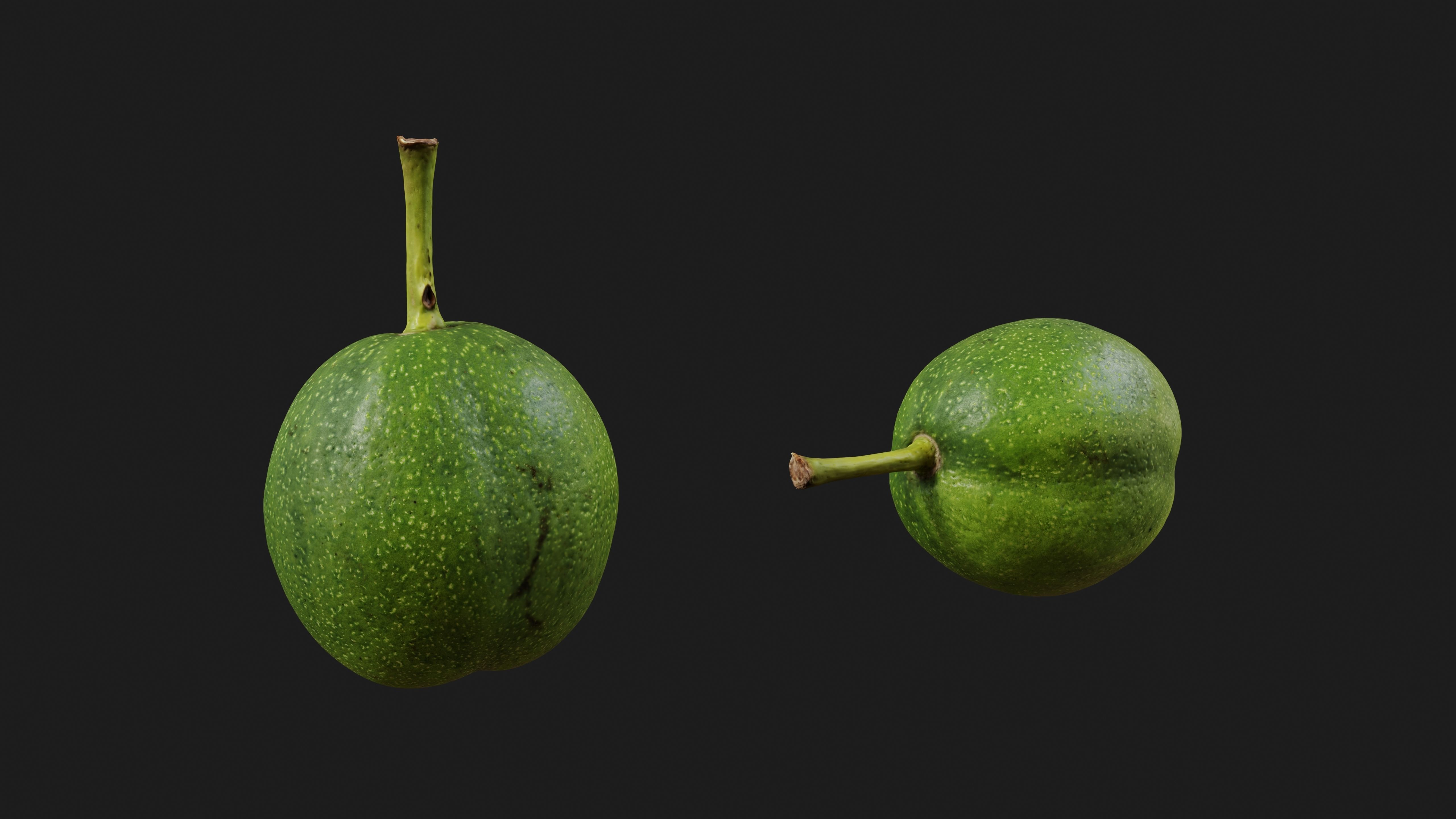 Walnut 3D model_11