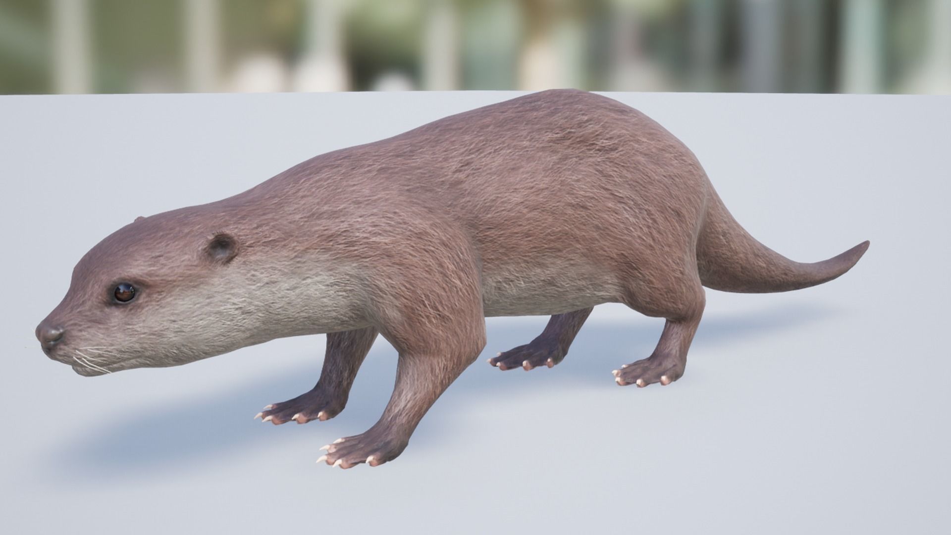Otter Low-poly 3D model_9