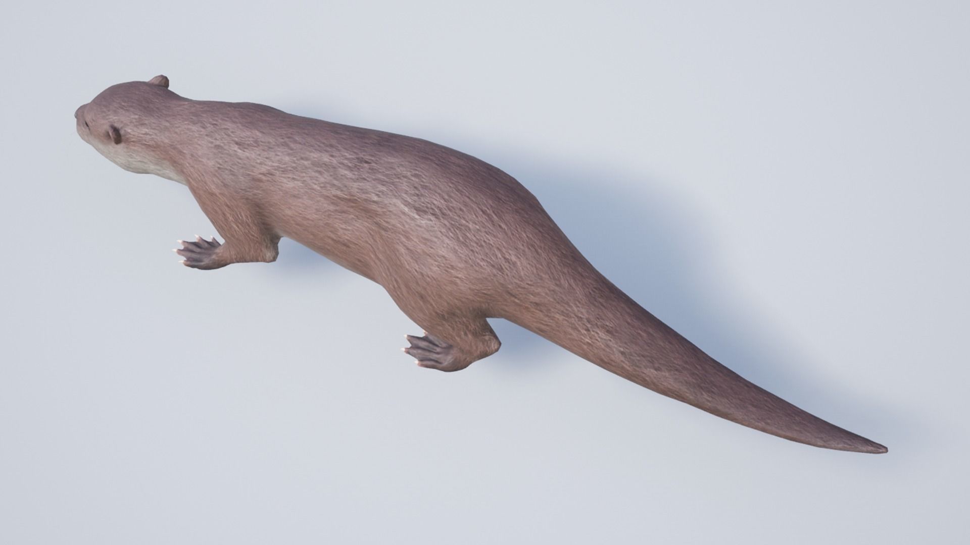 Otter Low-poly 3D model_10