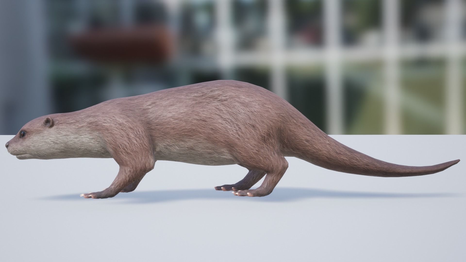 Otter Low-poly 3D model_8