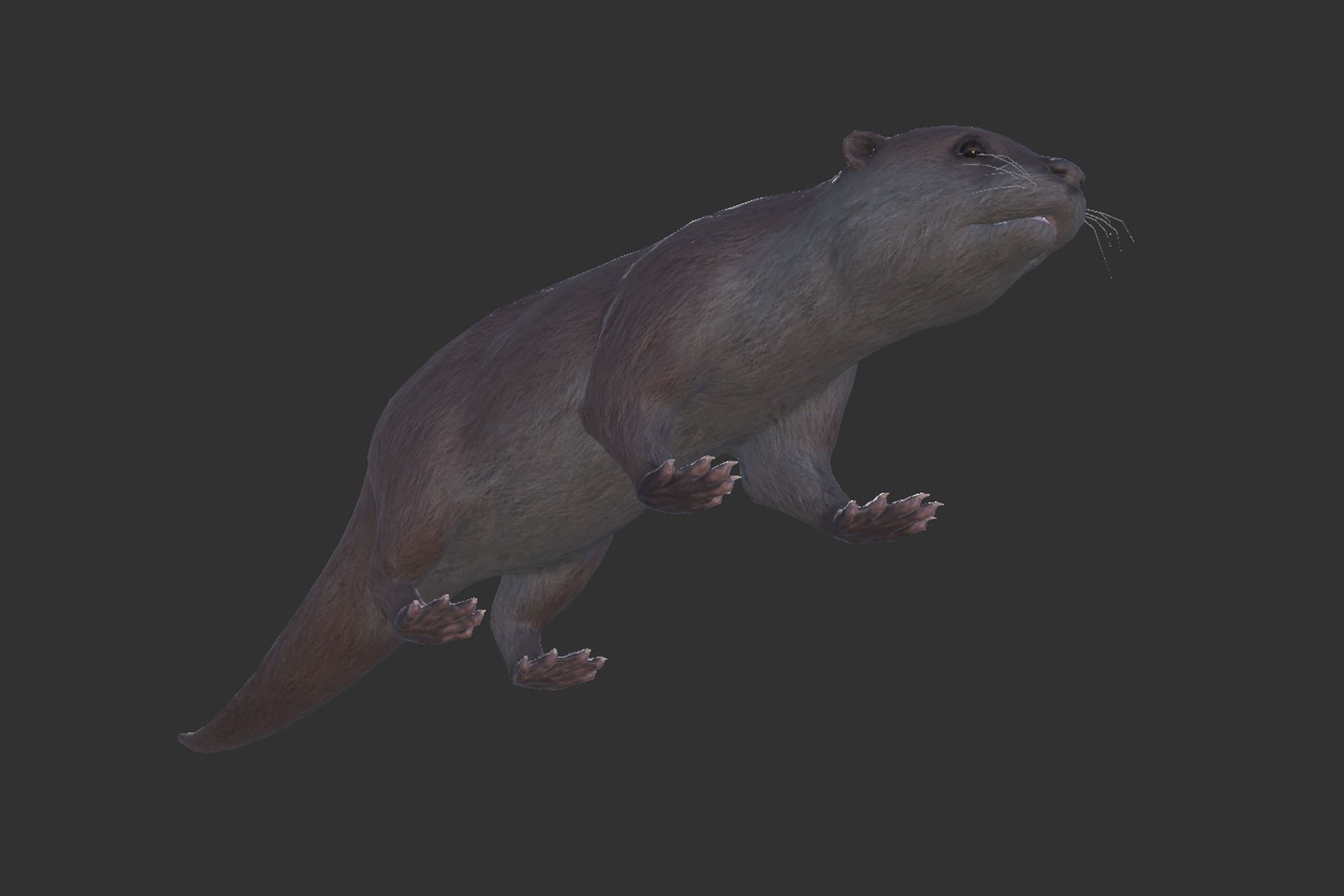 Otter Low-poly 3D model_5