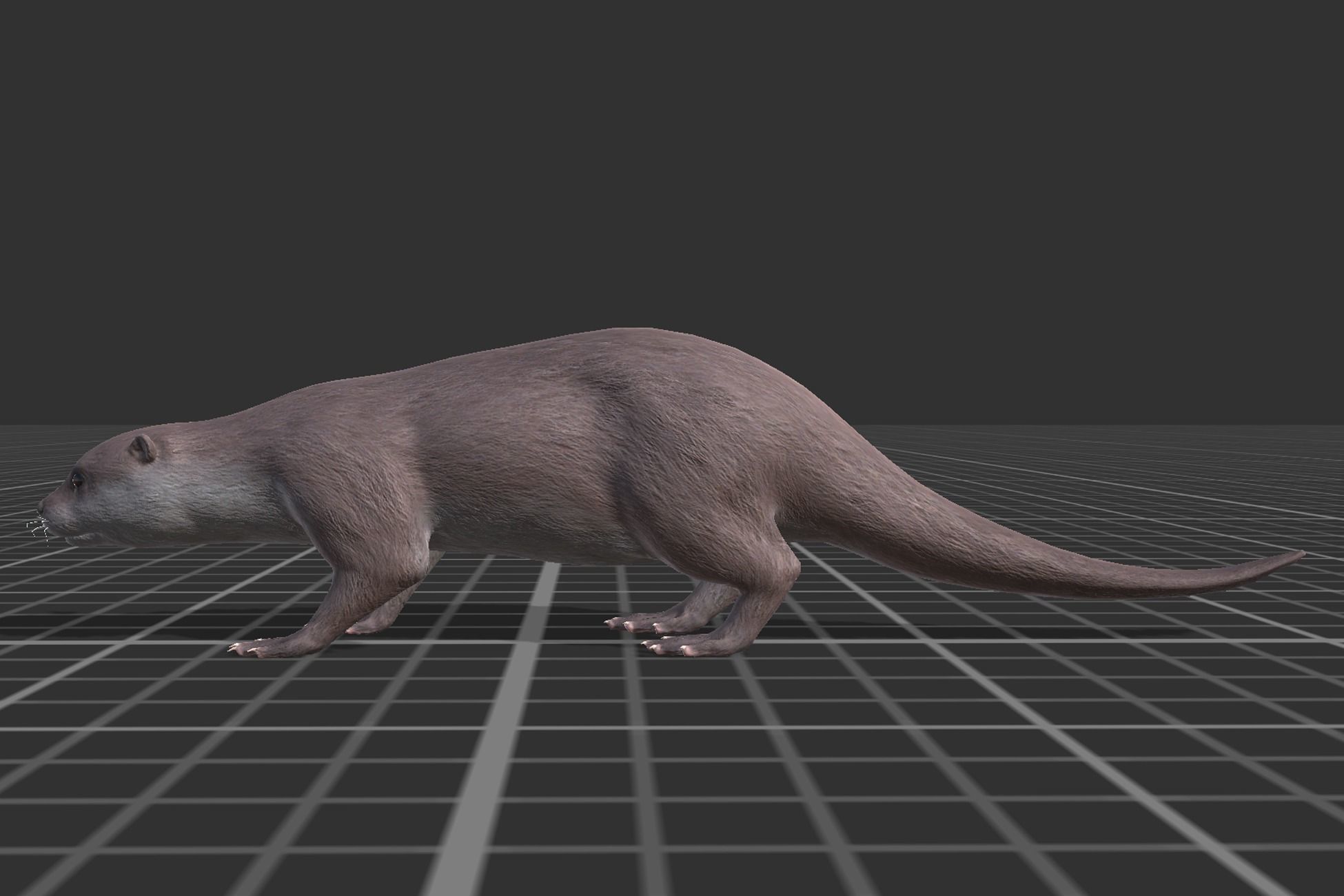 Otter Low-poly 3D model_2
